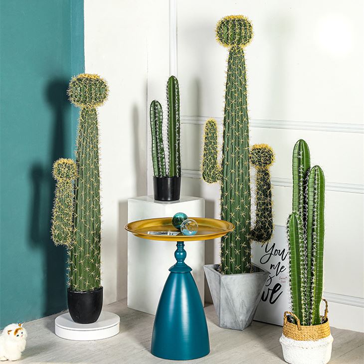 potted cactus cereus