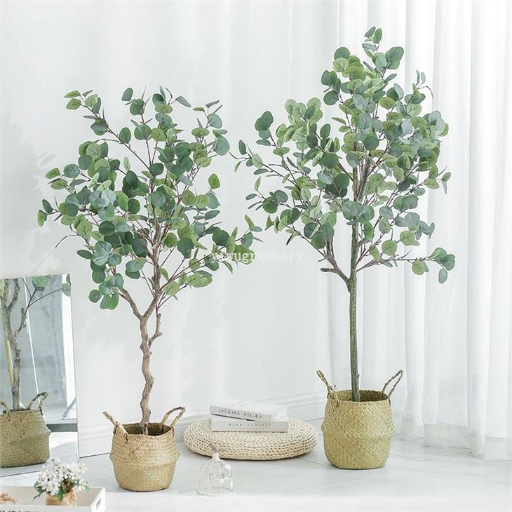 silver dollar eucalyptus plant