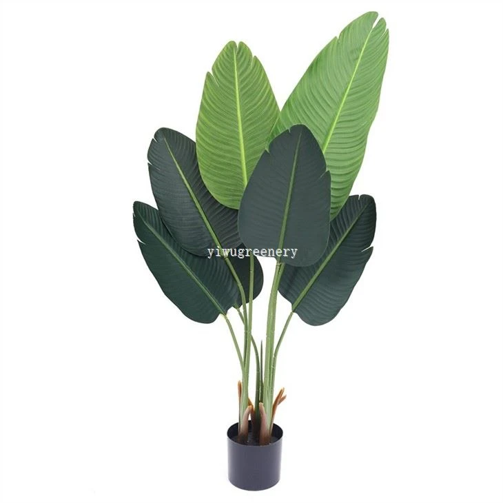 banana leaf plant